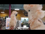 Dos cacatúas se conocen en la tienda de animales