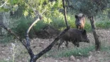 Greenpeace pide no cazar jabalíes para combatir la peste porcina y demanda una moratoria a la ganadería intensiva