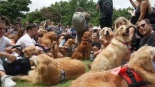 Más de 2300 golden retrievers se reunieron en los Bosques de Palermo: las más tiernas imágenes
