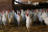 Fiebre por el negocio del pollo: Lusiaves y Vall Companys ultiman la compra de Padesa por 350 millones