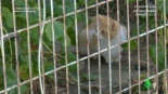 El esfuerzo de los voluntarios para frenar la sobrepoblación felina: "Una gata puede dar entre 15 y 20 gatitos en un periodo de 6 u 8 meses"