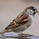 El declive de las aves como indicador de declive medioambiental