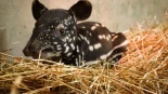 España logra un hito histórico: el nacimiento de un tapir malayo, tras 20 años luchando por salvar esta especie