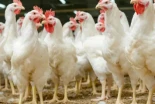 El pollo y el pavo protagonizan grandes adquisiciones en la industria alimentaria