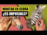 ¿Por qué las cebras no se pueden domesticar?