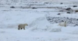 Osa polar cuida a osezno adoptado: un raro suceso en la capital mundial del oso polar