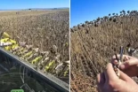 Un agricultor encuentra un poderoso e ilegal método para capturar aves colocado en su finca y da una lección