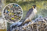 Descubren el botín oculto de un halcón peregrino en su nido: decenas de anillas de palomas mensajeras