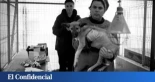 Así desaparecieron (en año y medio) los perros callejeros de Bucarest