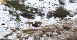 Lobos y buitres se disputan un jabalí en plena Cordillera Cantábrica
