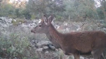 Consecuencias del decreto de caza: crías de ciervo aparecen solas en los bosques de Alicante