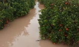 Las fuertes lluvias provocan pérdidas iniciales de 3 millones de euros en el campo valenciano