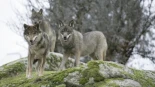 Asturias suma ya 26 lobos muertos, casi la mitad de los previstos en el plan de control