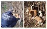 La Policía Local de Orihuela localiza seis cachorros abandonados en la Mota del Río