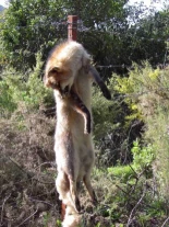 No podría comenzar peor el 2026 para la fauna silvestre andaluza: vuelven los alimañeros