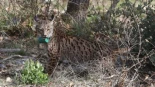 La Junta liberará nueve ejemplares de lince ibérico en el Cerrato palentino en la primavera de 2026