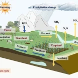 Descubren cómo el cambio climático está reescribiendo silenciosamente las reglas del ciclo del nitrógeno, creando una desconexión entre las necesidades de las plantas y la disponibilidad