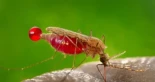 ¿Y si Parque Jurásico tenía razón? Los mosquitos sí pueden transportar 'bibliotecas' de ADN animal y se ha recuperado el ADN de 86 vertebrados distintos en su sangre