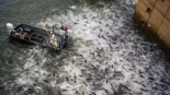 Estados Unidos electrocuta los ríos para protegerse de la carpa asiática: los peces símbolo de China