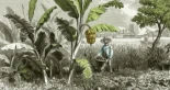 Ni oro ni especias: los españoles llevaron el plátano a América y esto cambió su paisaje agrícola para siempre