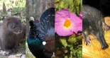 Del visón europeo al urogallo cantábrico: las nueve especies en situación crítica en España cuya conservación es clave para evitar su extinción