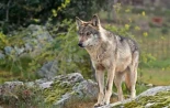 La Junta de Castilla y León confirma la muerte de tres lobos disparados en Palencia