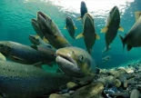 El enorme instinto de supervivencia del salmón en Asturias