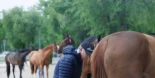 Muere un hombre de 59 años tras recibir una coz de un caballo en Almanza (León)