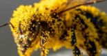 Las abejas podrían decirnos si es posible usar las matemáticas para hablar con extraterrestres