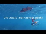 Buscando tesoros en el mar, jibioneras, pajaritos, pulpos, señueños de todo tipo