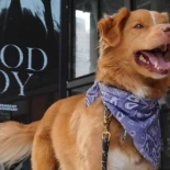 Indy hace historia en el cine: el perro de la película "Good Boy" gana un premio "Astra Film Award 2026"