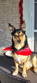 La perrita Pollon encuentra a un detenido que se había dado a la fuga [ITA]