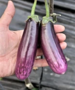 Identifican compuestos con actividad antitumoral en una nueva variedad de berenjena