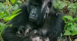 "Es un milagro": nacen unos gemelos gorilas de montaña increíblemente raros en Virunga
