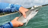 Descubren criadero natural de tiburones martillo al norte de Puerto Rico