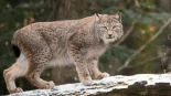 Ecologistas quieren soltar en el Pirineo catalán un felino superdepredador extinto desde 1930