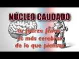 El Núcleo Caudado: tu fuerza física es mas cerebral de lo que piensas