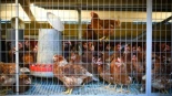 Los huevos camperos seguirán siéndolo, pese al confinamiento de las gallinas