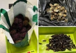 La Guardia Civil entrega un kilo de percebes incautados a una residencia de mayores de Ribadesella
