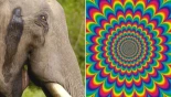 La trágica historia del elefante que recibió la mayor dosis de LSD del mundo | Guinness World Records