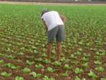 Agricultura: ¿hay solución a la escasez de mano de obra en España? [EN]