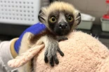 Acaba de nacer la sifaca de Coquerel bisnieta de Zoboomafoo, hijo de Francesca y Remu