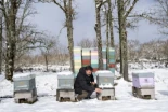 Una ruta por las colmenas en la nieve: "Esto es bueno y las abejas están preparadas, pero limpiar la piquera puede causar problemas"