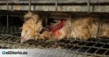 Codornices entre excrementos y cadáveres: así es la 'granja de los horrores' de Catalunya con sello de bienestar animal
