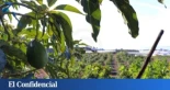 Subtropicales: el ‘oro’ que salva la agricultura malagueña (al precio de beberse el agua)