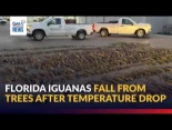 Iguanas de Florida caen de los árboles tras la bajada de temperatura