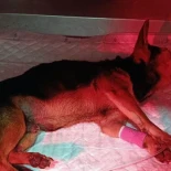 El caso del perro maltratado en Roldán (Murcia) destapa la impotencia de las asociaciones ante la falta de medidas legales