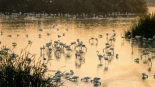 Doñana, inundada 157 días en el periodo 2024-2025, el ciclo más largo de los últimos 42 años