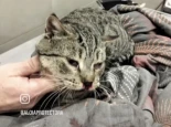 Lanzan un llamamiento urgente para salvar a Silver, un gato arrojado desde un coche en marcha en Tui