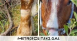 Investigan a un vigués tras encontrar un caballo con importantes heridas, desde la pata al hocico